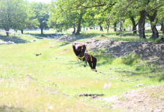 IMG_2265